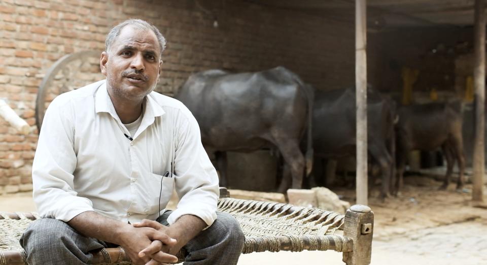 Vimal Kumar Yadav sits at his home in front of his oxen