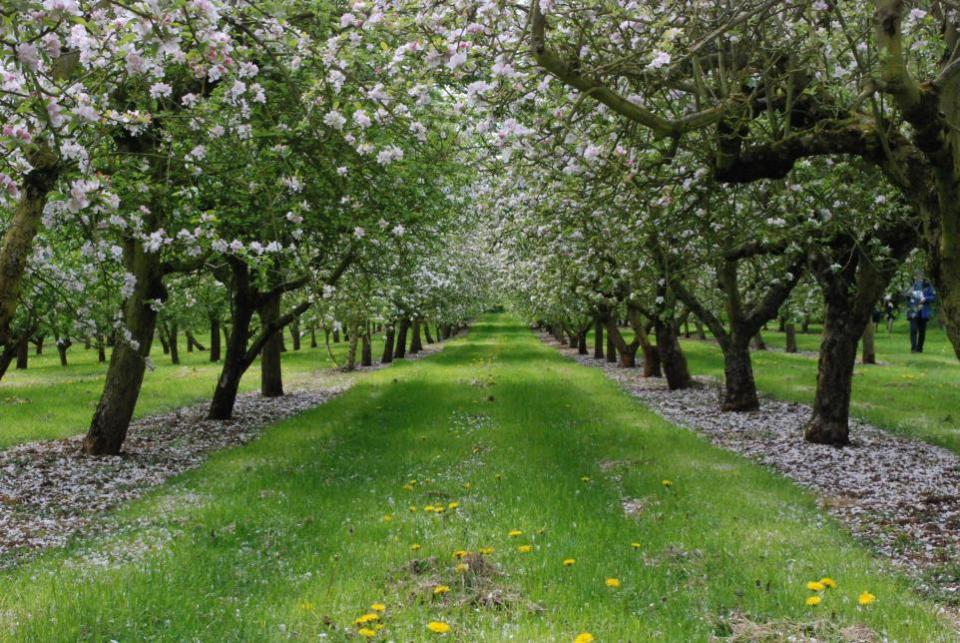 Hereford Times: Orchards at Blossomtime in Putley