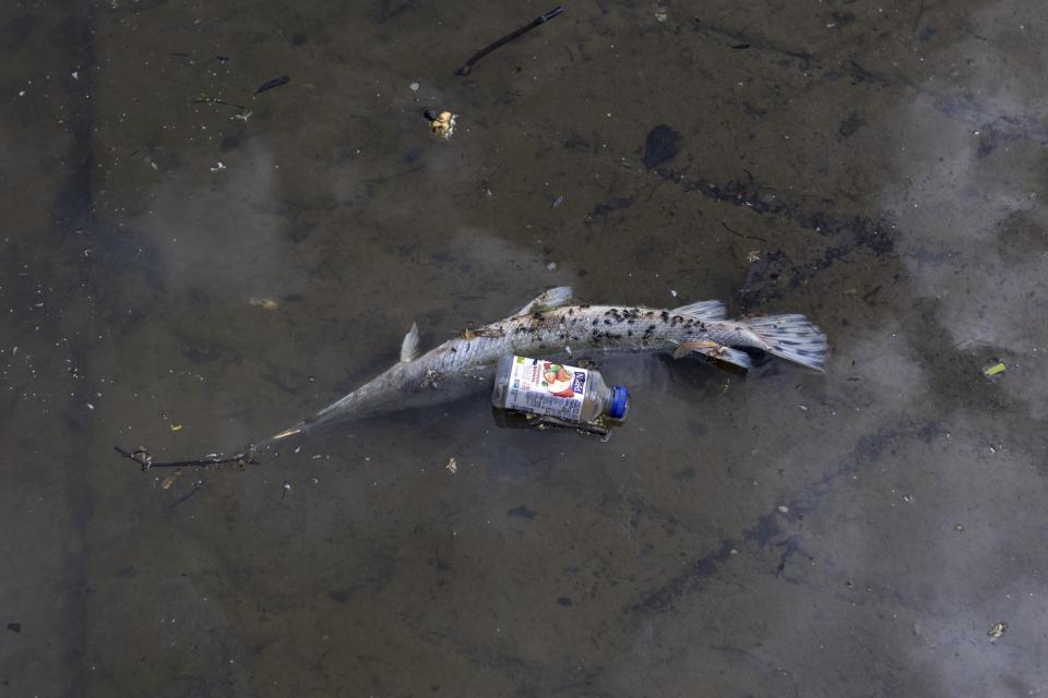 A deceased gar fish floats near a discarded beverage container on Wednesday, May 1, 2024, at Anacostia Park in Washington. For decades, the Anacostia was treated as a municipal dumping ground for industrial waste, storm sewers and trash. A sewer upgrade in the city and decades of local environmental advocacy have brought improvements to the river, but change has come slowly. (AP Photo/Tom Brenner)