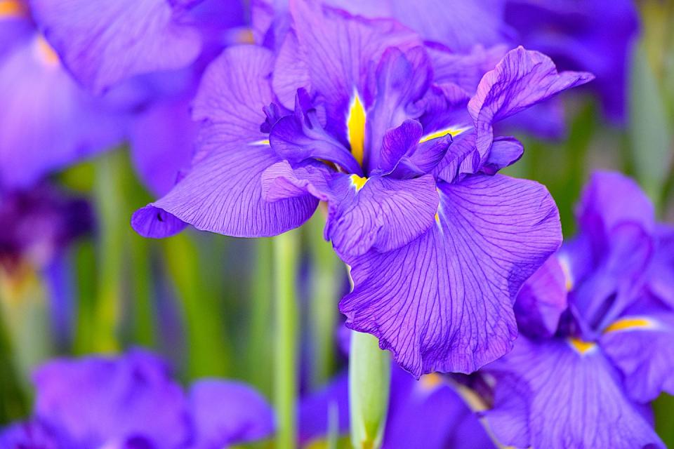 ebruary birth month flower iris