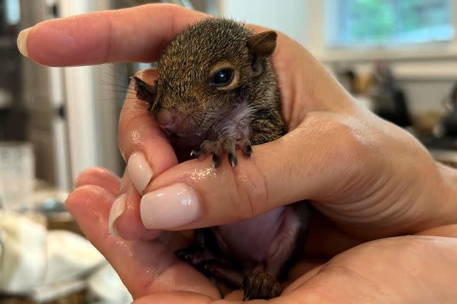 <p>Carrie Frank</p> Angie Harmon's rescue squirrel, Thomas