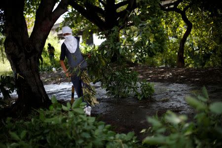 Opposition supporters use branches to build a blockade during a rally against Venezuela's President Nicolas Maduro's government in Caracas, Venezuela, July 28, 2017. REUTERS/Andres Martinez Casares