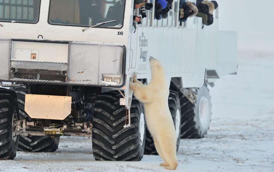 Hudson Bay coastline at freeze-up- with Tundra Buggy vehicle and curious polar bear Wapusk National Park, Cape Churchill Manitoba Canada - Alamy