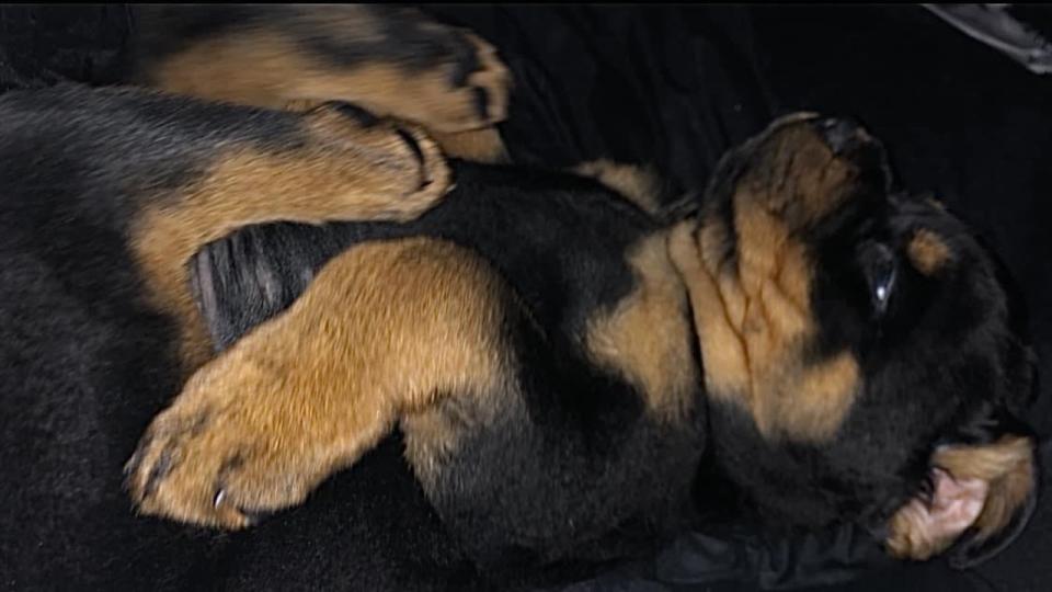 Assignment Freelance Picture Nikita Piil's two rottweiler dogs Bronx and Harlem. Picture: Facebook