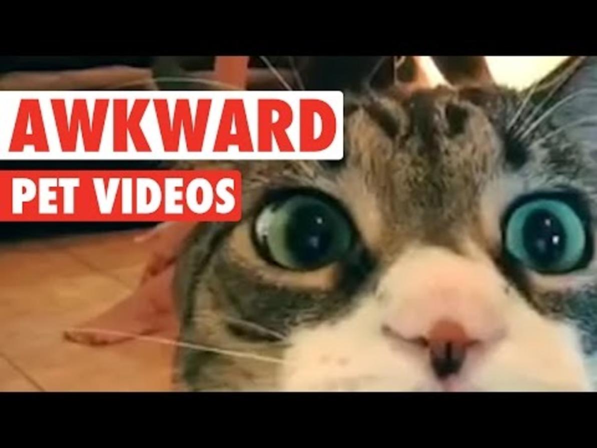 Awkward Pet Videos  Funny Pet Compilation