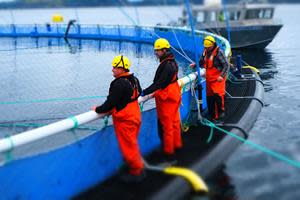 Salmon farm Placentia Bay