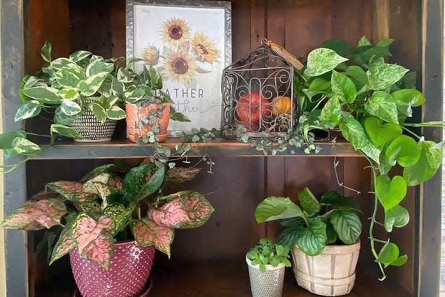 Houseplants brighten up the decor in any room, particularly in winter. Learn to raise them successfully at Houseplant 101 with Fern at the Civic Garden Center.