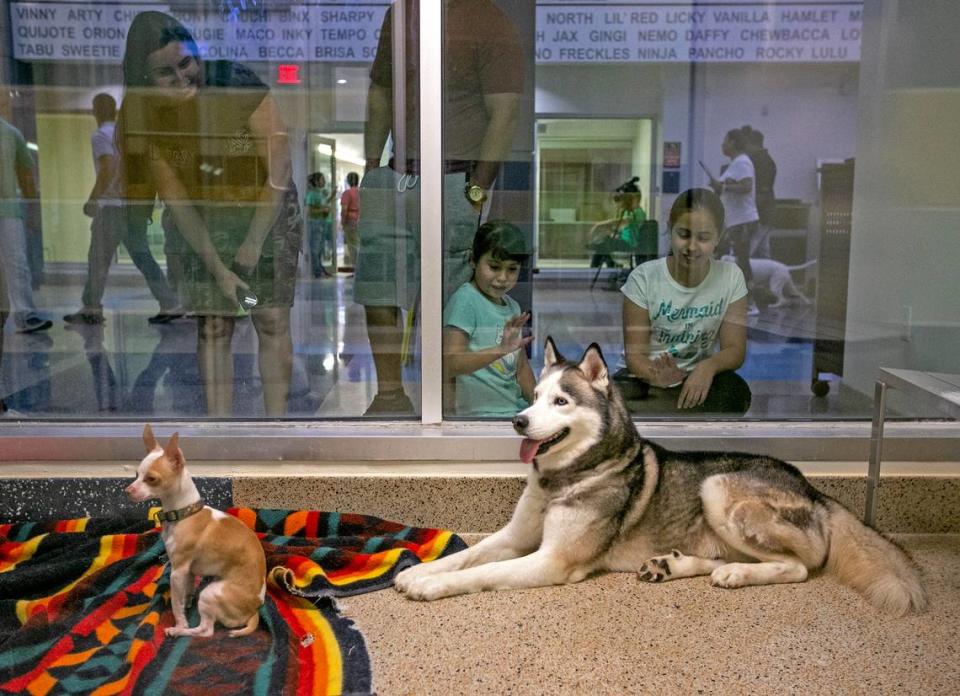 Two dogs wait to be pick for adoption at the Miami-Dade County Animal Services Pet Adoption and Protection Center in Miami. Hundreds of shelters across the country waived their adoption fees to celebrate Clear The Shelters Day on Saturday, August 17, 2019.