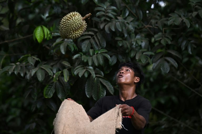 Un travailleur attrape un durian cueilli par son collègue dans l'arbre, sur la plantation BB Garden, dans la province de Chanthaburi, dans l'est de la Thaïlande, le 2 mai 2024 (Lillian SUWANRUMPHA)