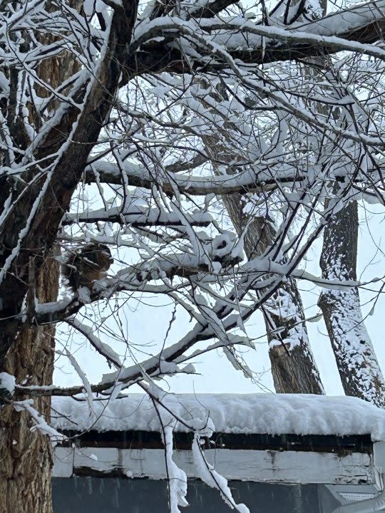 Snow in Security Widefield Friday, March 15