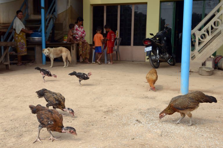 Chickens feed on milled rice in a village in Kadal province, east of Phnom Penh, on March 11, 2013. As China scrambles to contain a deadly new strain of bird flu, Cambodia is battling a spike in the better known H5N1 strain that is baffling experts a decade after a major outbreak began in Asia