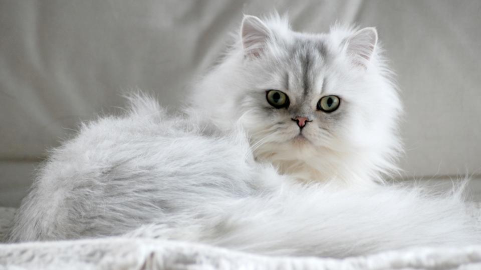 White Persian cat lying down and looking at camera