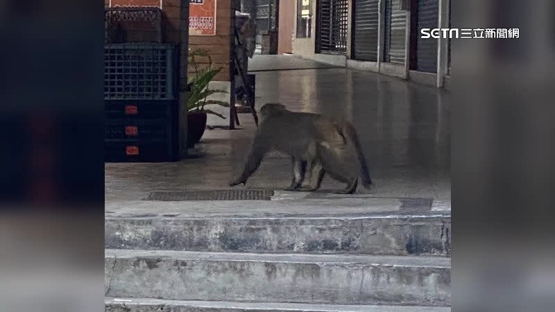 不少民眾擔心市區內有猴子出沒，會遭受到攻擊。