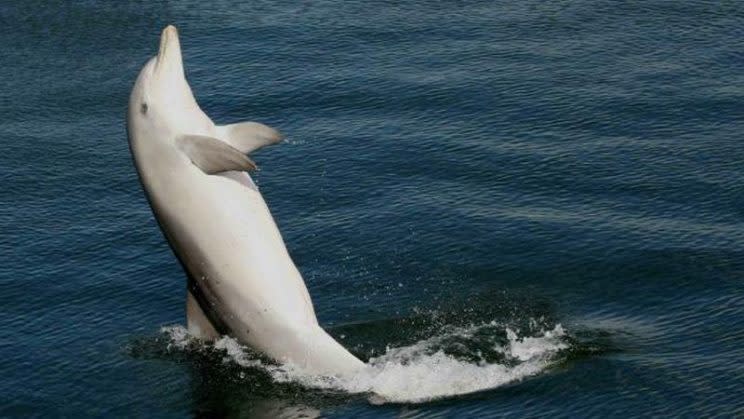 Uno de los delfines de Port River divirtiéndose con el Tailwalk