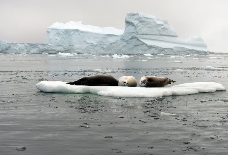 Antarctica is home to penguins, seals, Antarctic toothfish, and whales