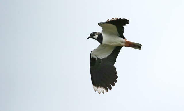 Lapwing