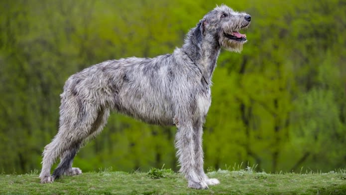 32 big dog breeds that make sensible pets