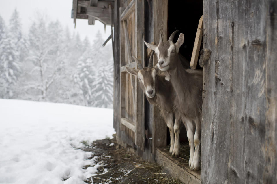 Swiss winter wonderland