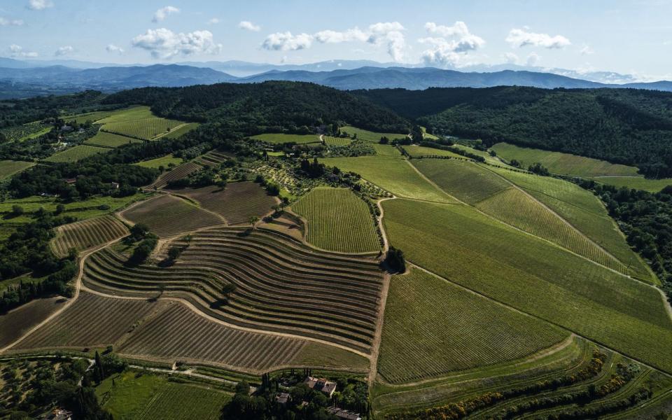 天娜露（Tignanello）由精心挑選的桑嬌維賽和卡本內蘇維翁葡萄釀成，葡萄採摘自位於經典奇揚地產區核心地帶的天娜露（Tignanello）葡萄園，占地 57 公頃（141 英畝），享有西南日照。