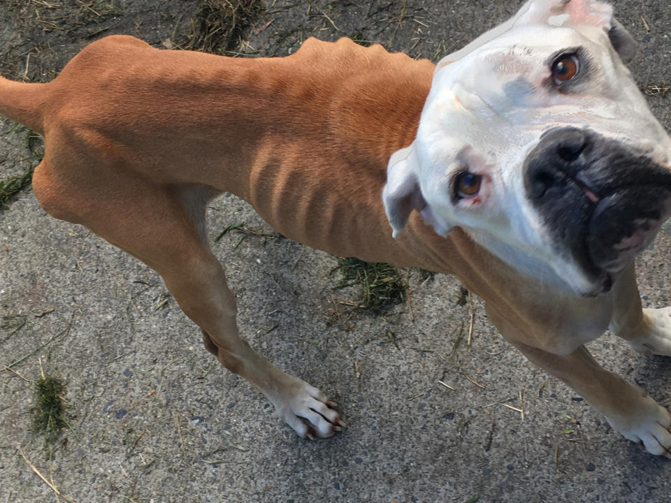 The severely underweight bulldog died in the care of the RSPCA