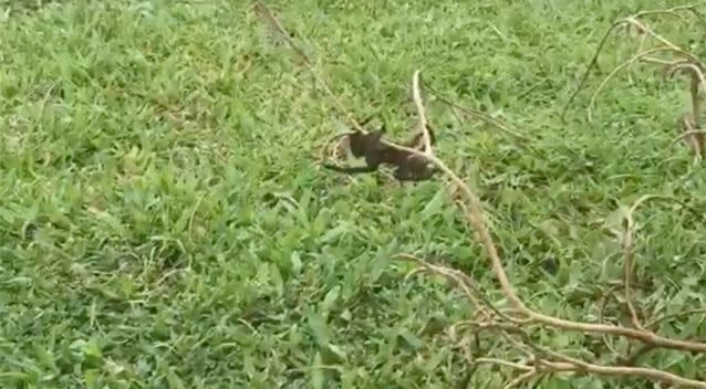 The branch was moved to grass away from the water. Source: Andrea Gofton/ Facebook