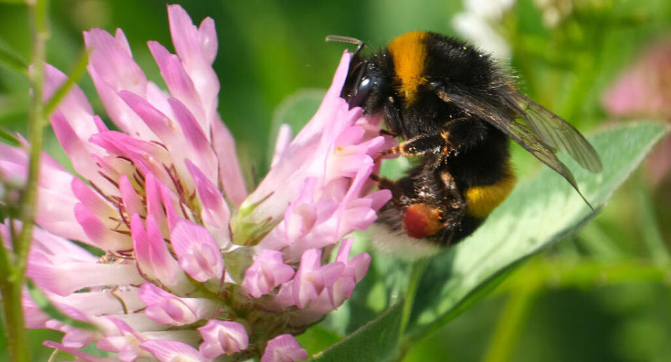 UK conservationists say UK bumblebees have been greatly impacted by weather extremes from snowstorms to drought in the UK.