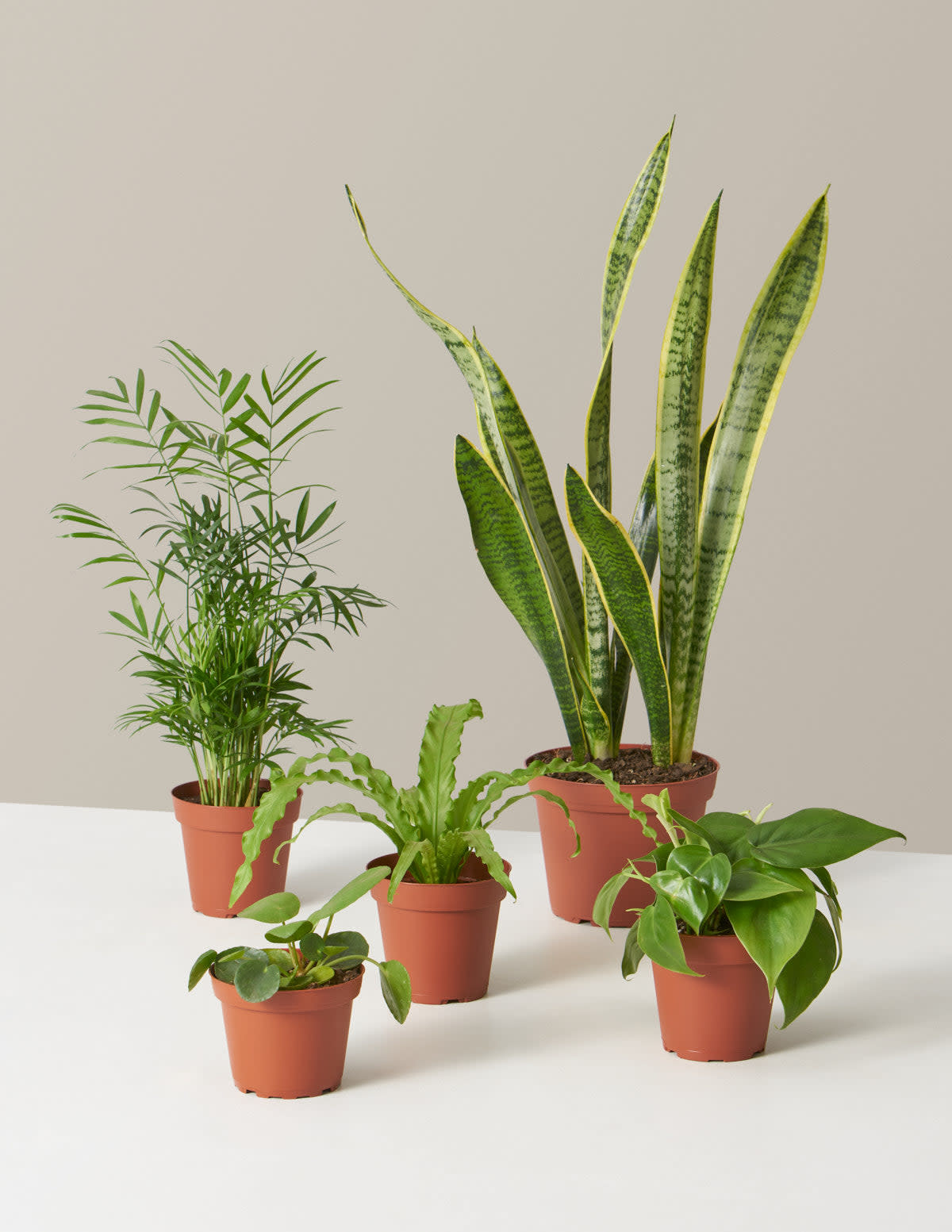 <p><a href="https://go.redirectingat.com?id=74968X1596630&url=https%3A%2F%2Fwww.thesill.com%2Fproducts%2Feliza-blank-houseplant-picks%3Fvariant%3D28362043129961&sref=https%3A%2F%2Fwww.housebeautiful.com%2Fshopping%2Fg4740%2Fhousewarming-gifts%2F" rel="nofollow noopener" target="_blank" data-ylk="slk:Shop Now;elm:context_link;itc:0;sec:content-canvas" class="link rapid-noclick-resp">Shop Now</a></p><p>Plant Parent Set</p><p>thesill.com</p><p>$100.00</p>