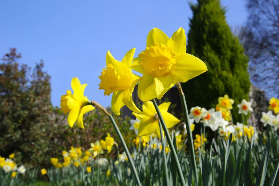 a close up of daffodils in a garden