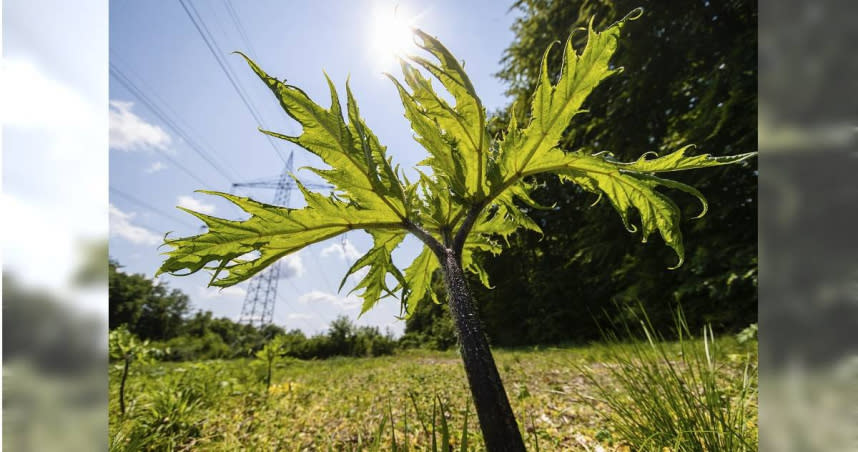 愛爾蘭一名14歲少年，皮膚沾到獲封「英國最危險植物」的大豕草汁液，為此住院3天，留下了嚴重的疤痕和後遺症。（示意圖／達志／美聯社）