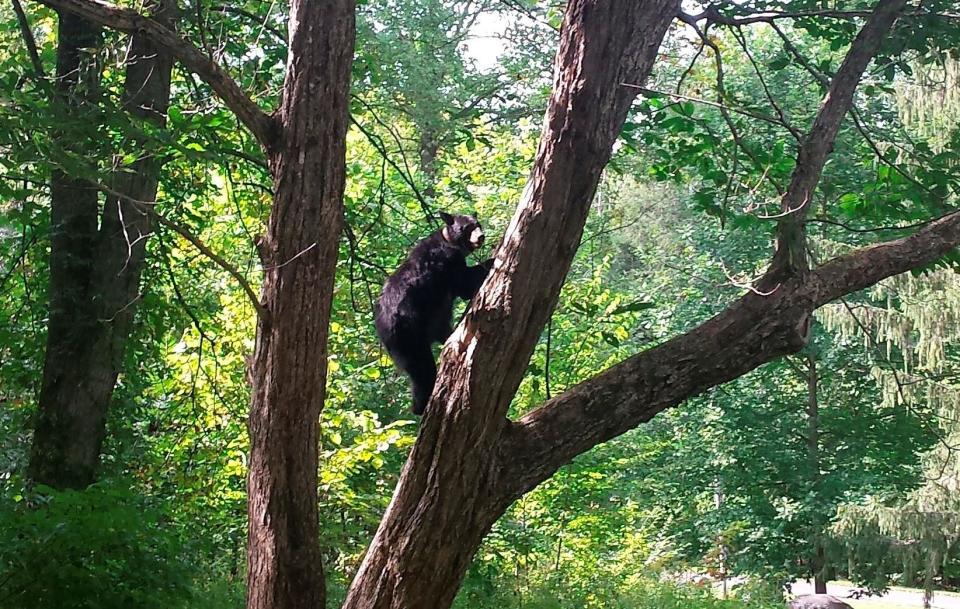 In this Sept. 17, 2015 photo released by the Great Smoky Mountains National Park, a female bear climbs a Chinese chestnut tree in Great Smoky Mountains National Park, Tenn.  / Credit: / AP