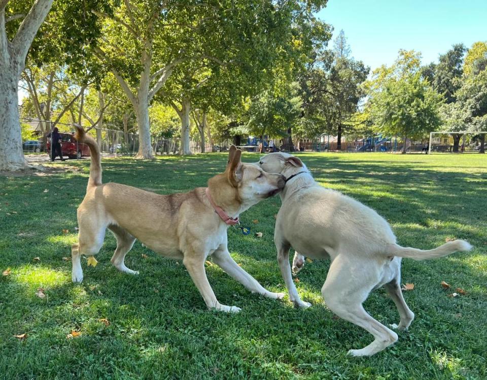 Juno Epley, left, and her best friend, Mea Crocker, play together at the unofficial Sierra 2 Center dog park in August, 2022.