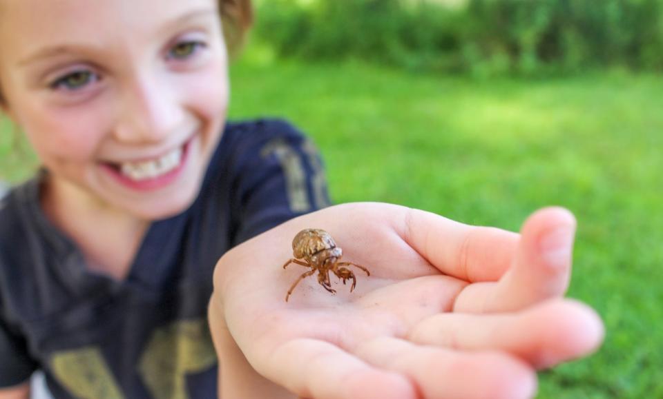 Creepy Crawly Day celebrates bugs, snakes and more at Calusa Nature Center.