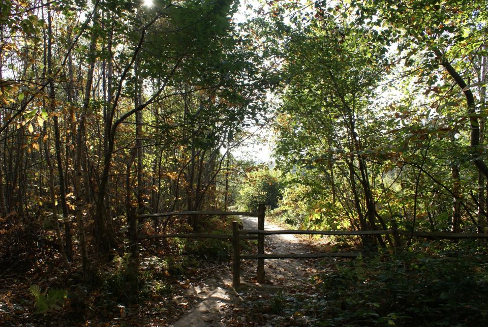 The bison are being introduced to Blean Woods (Ray Lewis)