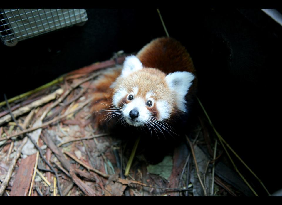 In this handout image provided by Taronga Zoo, Seba, a baby Red Panda, explores his new home at Taronga Zoo on April 7, 2011 in Sydney, Australia. The Red Panda cub was born at Christmas and is the 45th to be born at the zoo since 1977