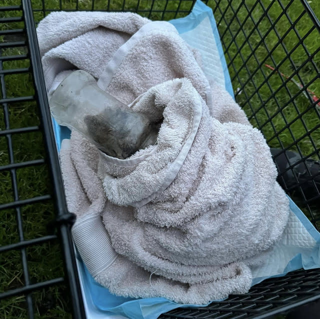 Firefighters rescue baby fox stuck in jam jar