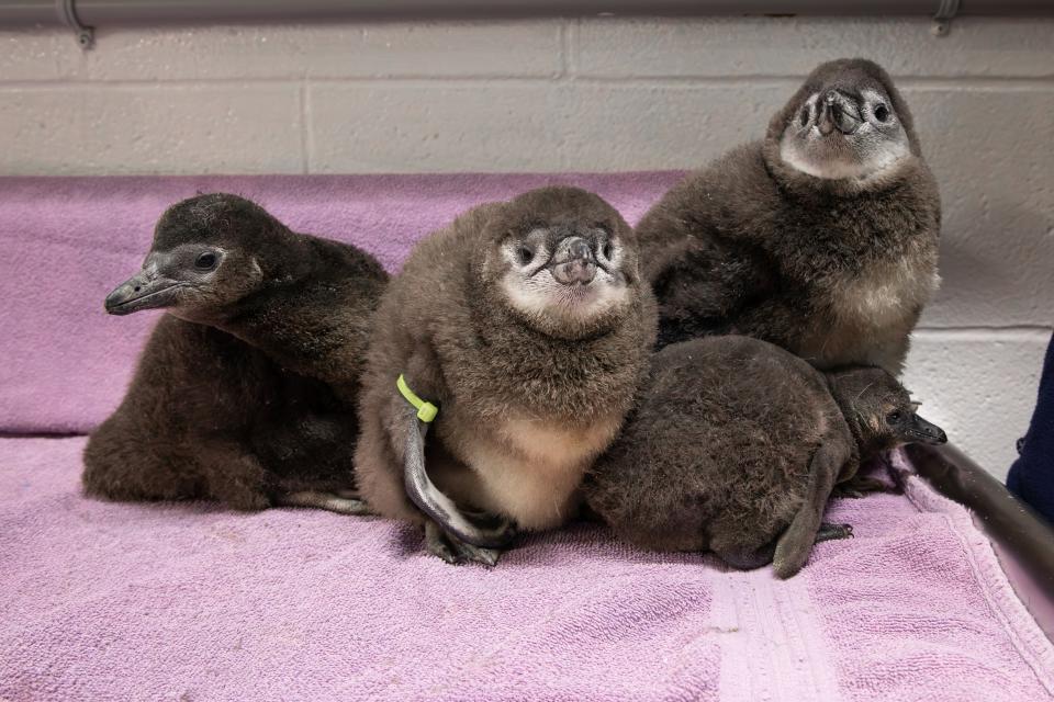 New England Aquarium welcomes four new African penguin chicks