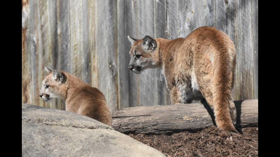 Two cougar cubs have a new home in North Carolina.