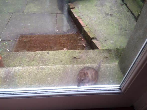 Giant rat leaves Londoner too scared to leave house