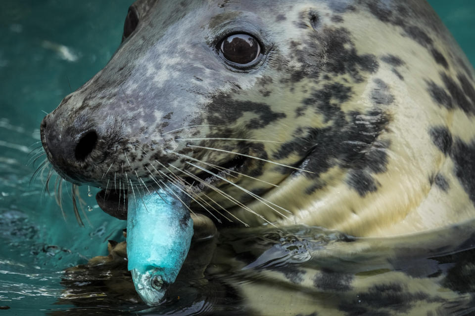A grey seal enjoys an ice cake made of fish on a hot and sunny day at the Madrid Zoo, Spain, Wednesday, July 13, 2022. (AP Photo/Bernat Armangue)