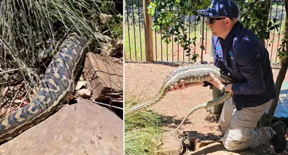 Large carpet python with huge bulge after eating animal. 