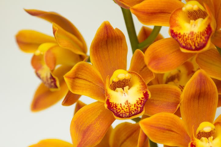 7) Yellow Mokara Orchids