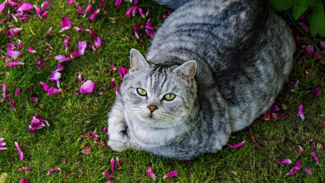 British Shorthair cat laying on some grass