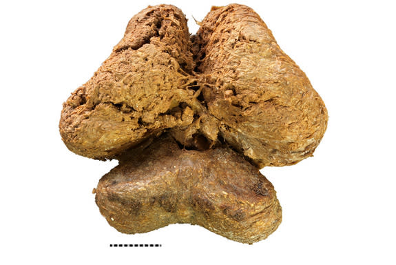 The brain from the mummified woolly mammoth carcass in dorsal view.