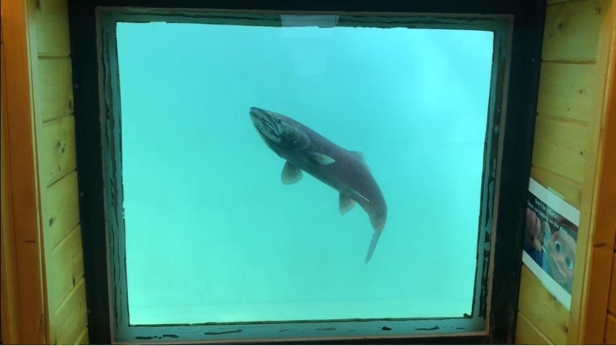 A lone chinook salmon swims by an underwater viewing window at the Whitehorse Fish Ladder in August 2022. Chinook on the Yukon River, in recent years, have seen sharp declines in their run sizes, with 2022 and 2023 being the worst and second-worst runs on record, respectively. (Jackie Hong/CBC - image credit)