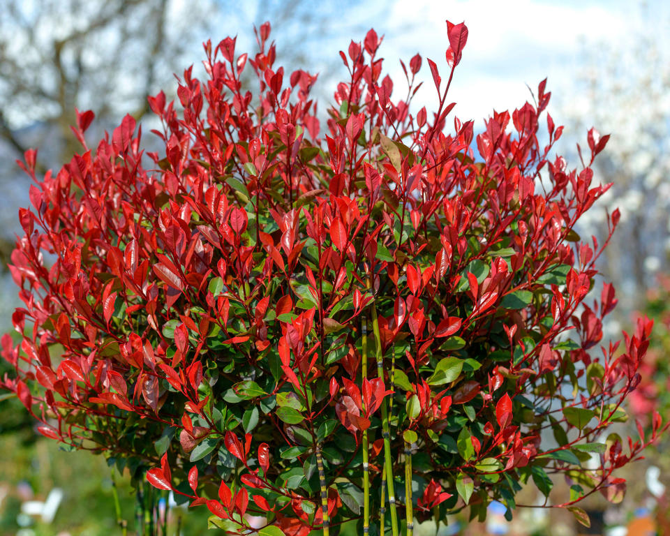 6. 'Red Robin' photinia (Photinia 'Red Robin')