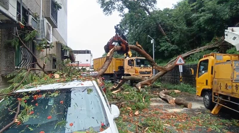 因颱風杜蘇芮帶來強風，台東市26日鯉魚山公園旁的1棵逾15米高、樹幹直徑逾30公分的鳳凰樹應聲而倒，壓壞路旁3輛自小客車和民宅冷氣，損失逾百萬元。（中央社）