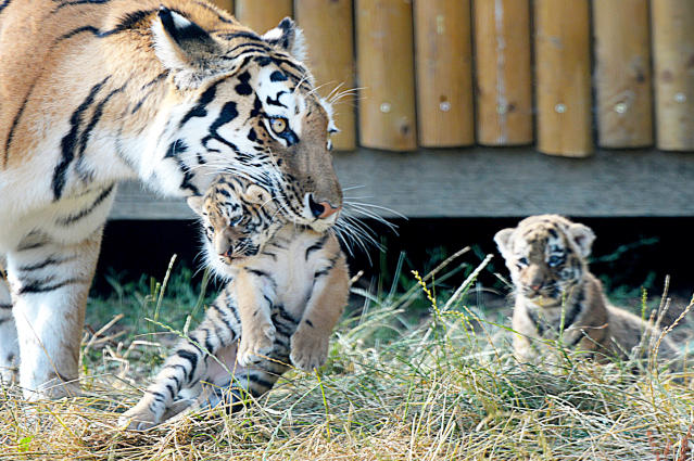 Tiger Cubs Playing With Mom 