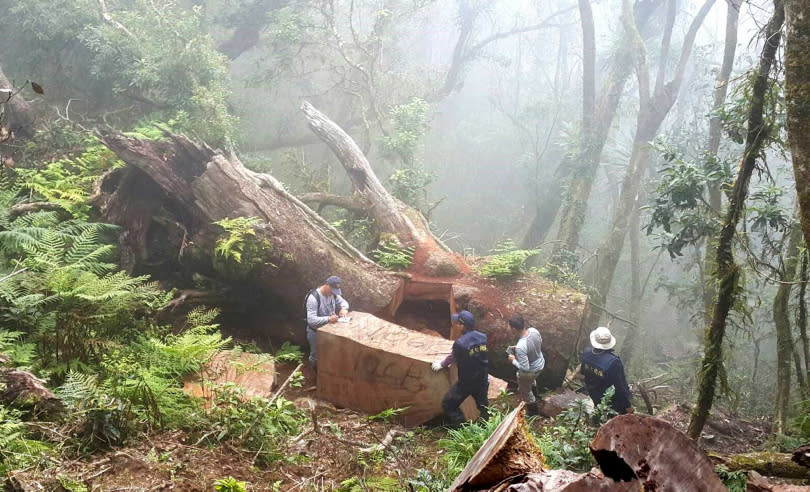 山老鼠鎖定肖楠或牛樟等高價樹種，以鏈鋸砍伐後原地支解，再用人工方式背負木塊下山。（示意圖／報系資料照）