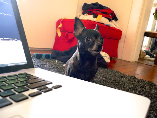 Rosie watching while owner Daniel Bogan does some coding.