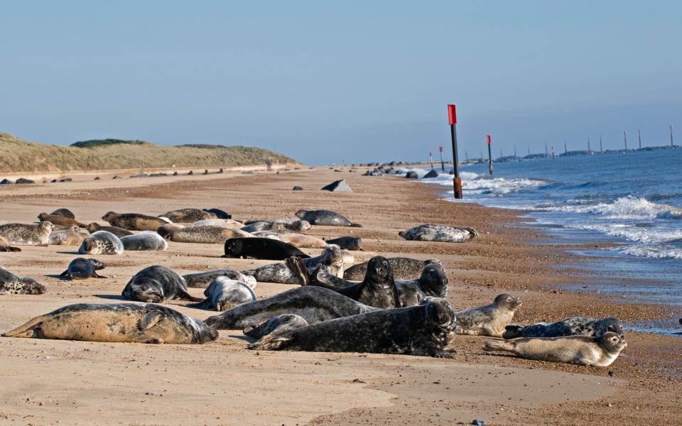 waxham beach, norfolk